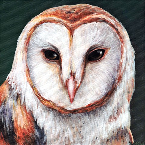 Barn Owl portrait #5