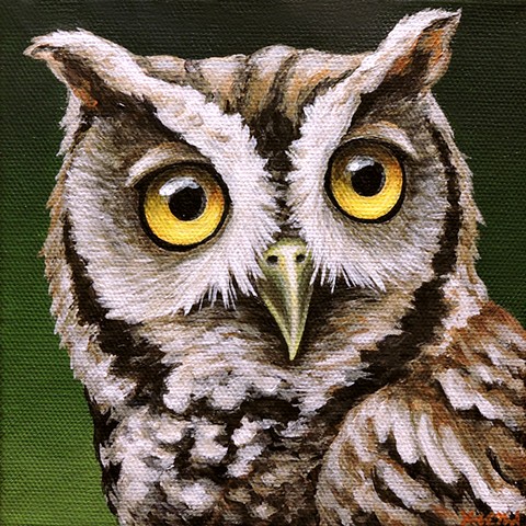 Screech Owl portrait #3
