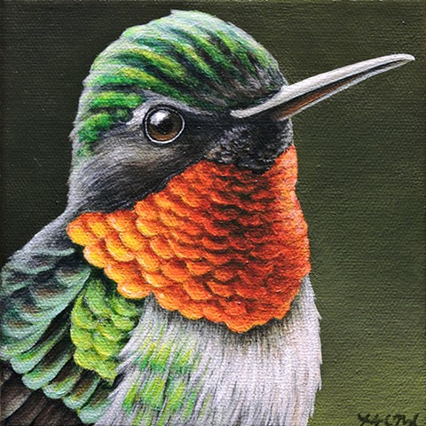 Ruby-Throated Hummingbird portrait #4