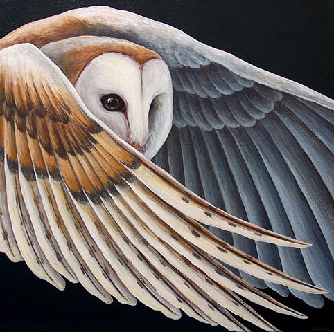 Barn Owl in flight (step 7/ finished)