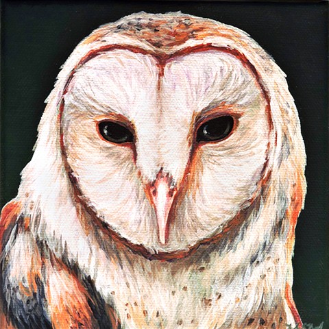 Barn Owl portrait #4