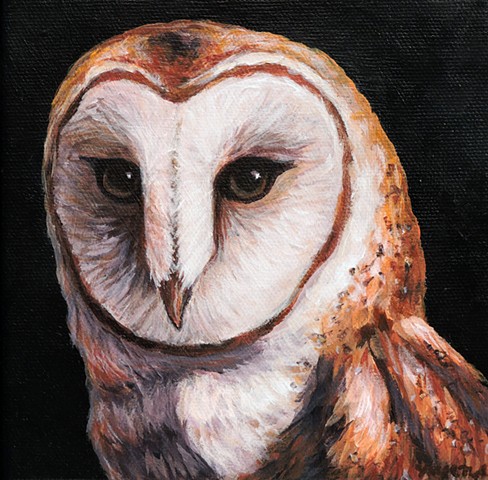 Barn Owl portrait #3