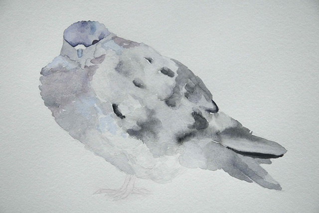 pigeon drawings