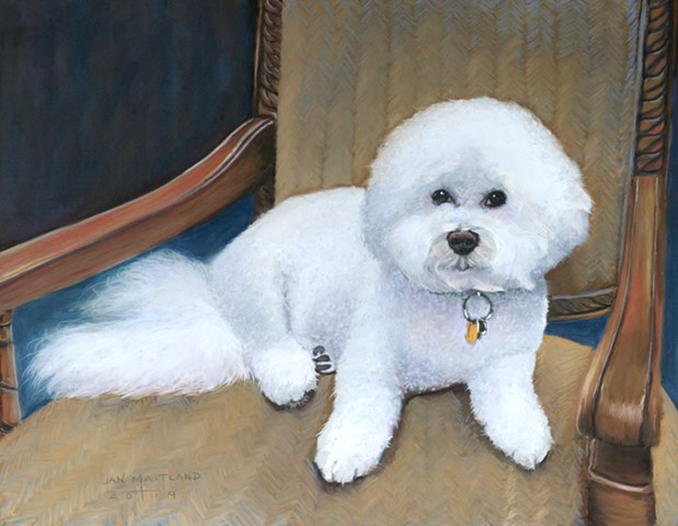 Bichon Frise dog portrait in pastel by jan maitland oregon artist, pastel artist, white dog, bichon frise breed