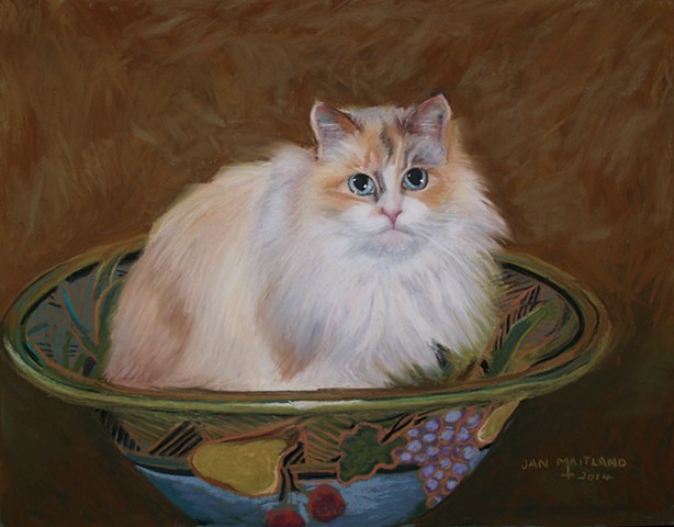 cat portrait by jan maitland, oregon pastel artist
