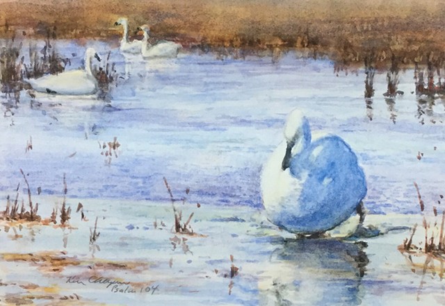 watercolor, swans, Loess Hills Wildlife Refuge