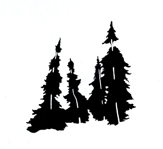 black spruce drawing
