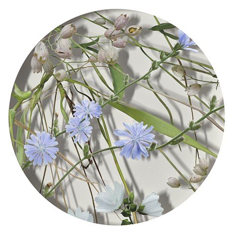 July (chicory - from the series 12 Seasons) SOLD