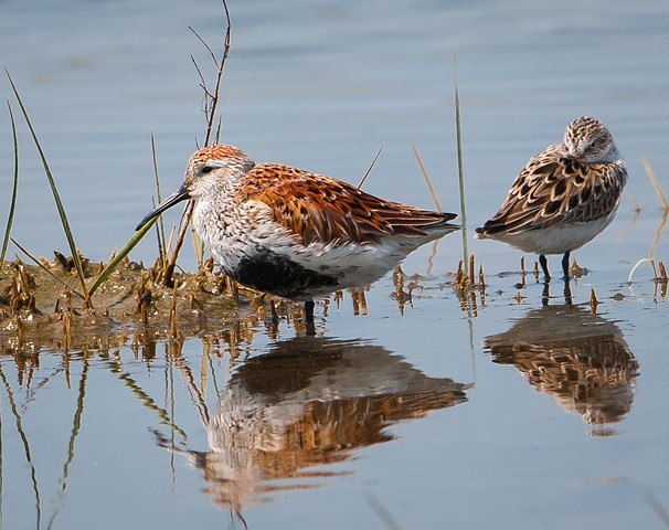 Dunlin with wary sandpiper