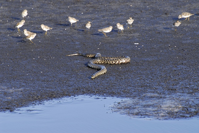 Bull Snake with some nervous sandpipers