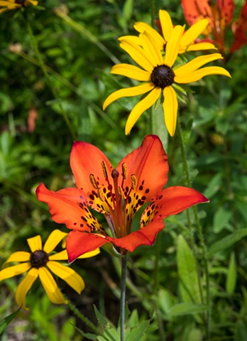Wood Lily with Black-eyed Susans