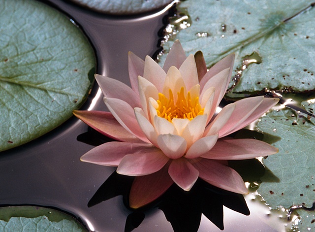Fragrant Water Lily