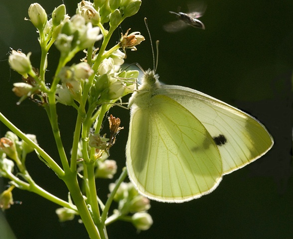 Cabbage White and friend