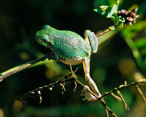Gray Tree Frog, green variety