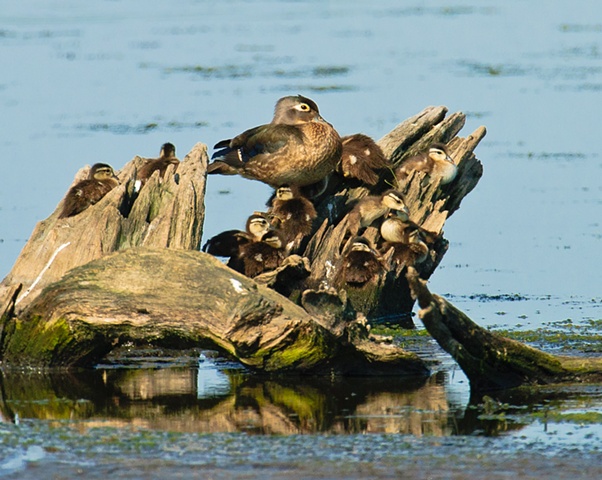 Wood Duck and brood