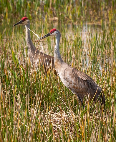Male and Female Sandhill Cranes in the process of nest-building