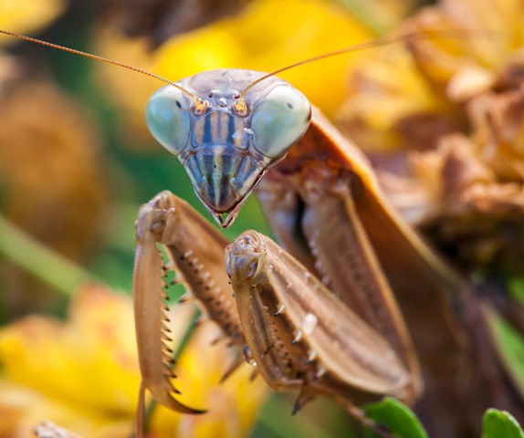Chinese Mantis
Tenodera sinensis