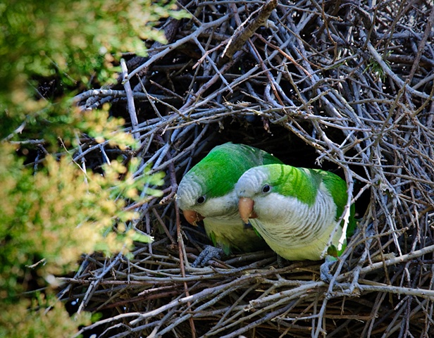 Nesting Monk Parakeets