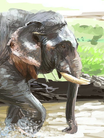 Elephant Sketch