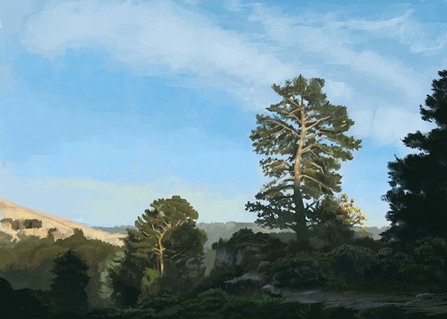 Tree and landscape in Tiburon
