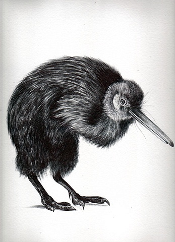 laura Usowski, Art, Bird, Drawing 