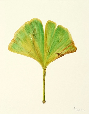 single gingko leaf. One of three in the series.