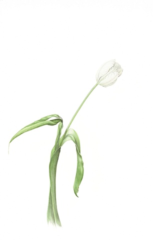 watercolor on paper/ single white tulip
