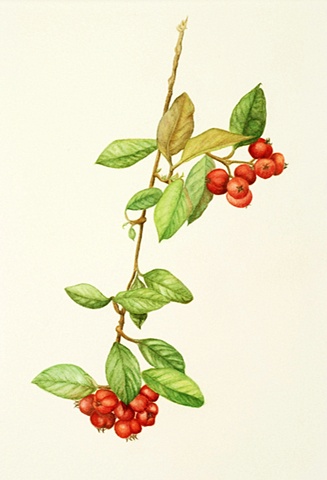 watercolor on paper/ red Spanish berries