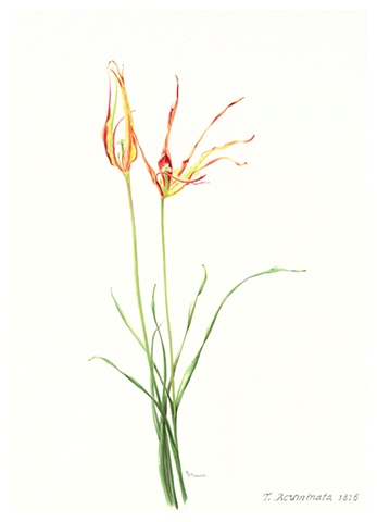 watercolor on paper/ Acuminata broken tulip