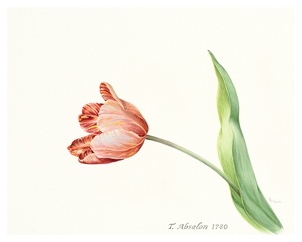 Limited edition Giclee prints/ T. Absalon 1780, broken tulip