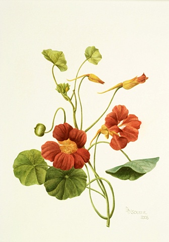 watercolor on paper/ orange nasturtium flowers/ Peirre-Joseph Redoute