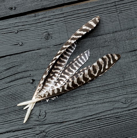 Turkey feathers