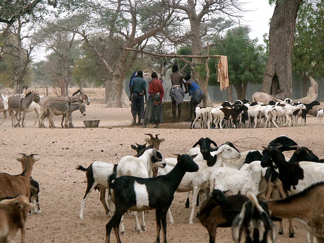 Nomadic sheperders drawing water for their flocks