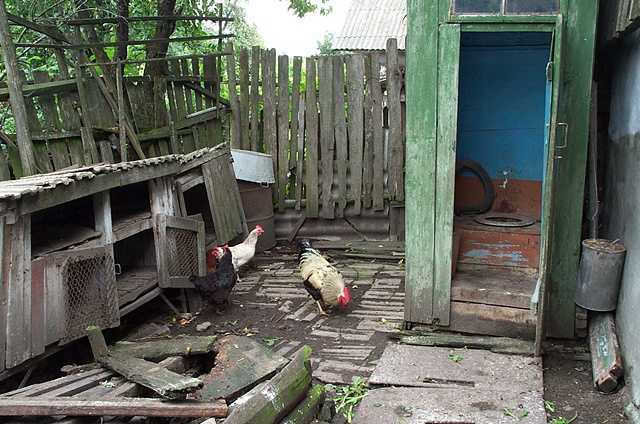 Outhouse with chickens