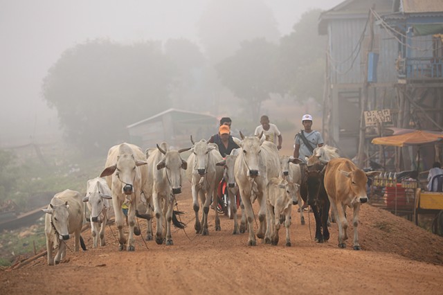 Herding cows in the morning mist