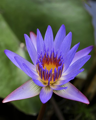 Maui Water Lily