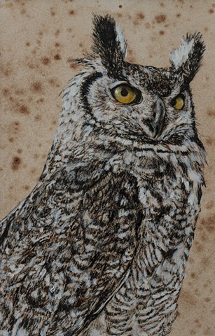Great Horned Owl Study 1