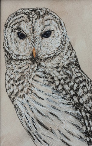 Barred Owl Study 1