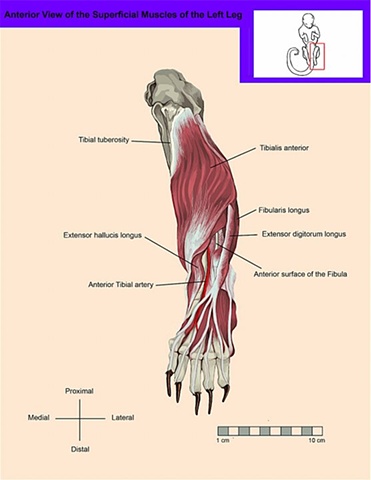 Anterior, Superficial View of the Leg