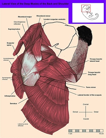 Lateral, Deep View of the Muscles of the Back and Shoulder