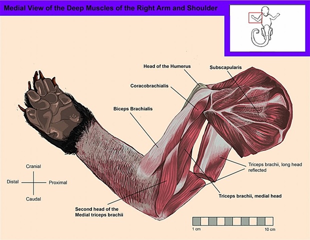 Medial View of the Deep Muscles of the Right Arm and Shoulder