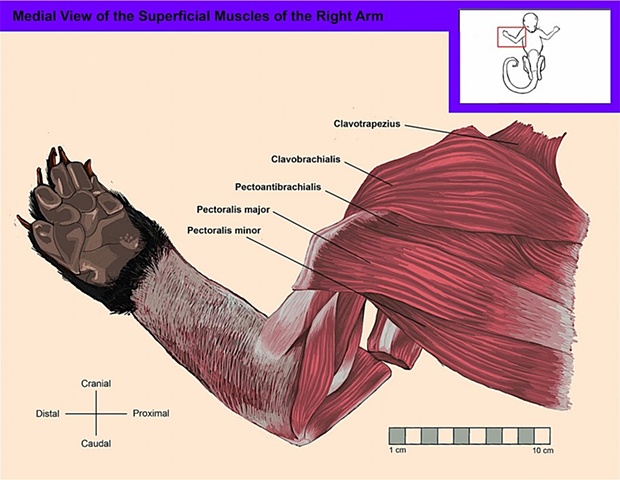 Medial View of the Superficial Muscles of the Right Arm and Shoulder