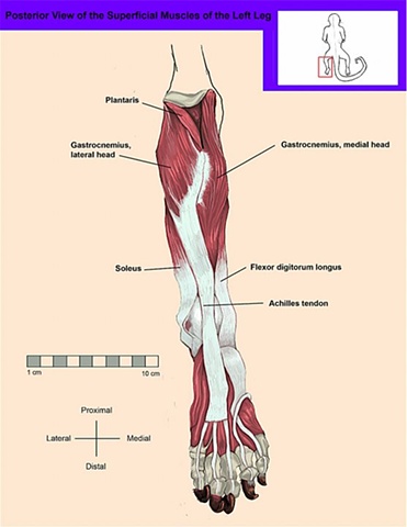 Posterior View of the Superficial Muscles of the Leg