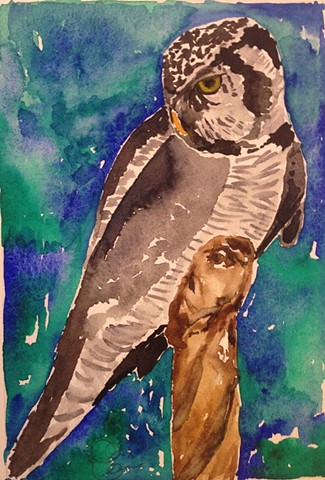 George (Northern Hawk Owl)