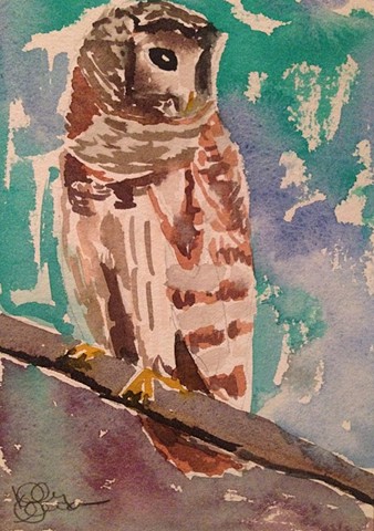 Barred Owl (Original)