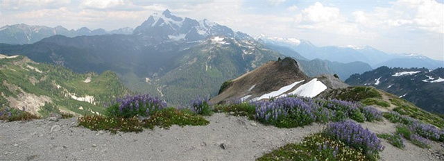 Mt. Shuksan, Ptarmigan Ridge Trail, North Cascades, alpine wild flowers