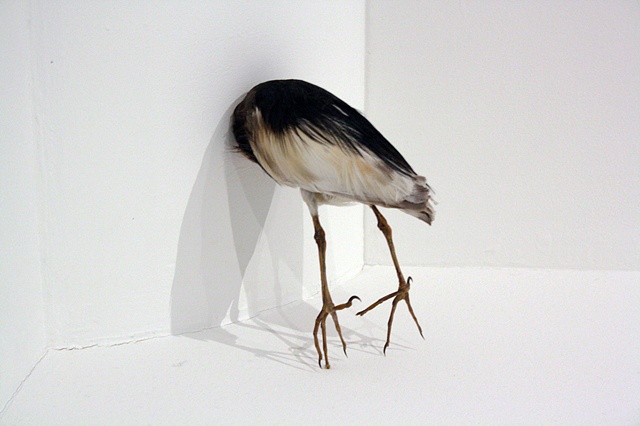 joseph g. cruz art. birds, taxidermy, david harper, taxidermy, installtion, mirror, contemporary artist