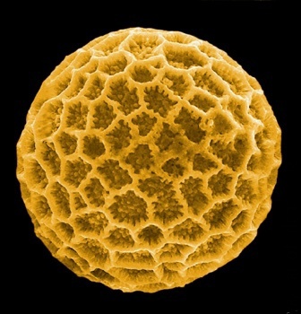 pollen spores pollen grain
