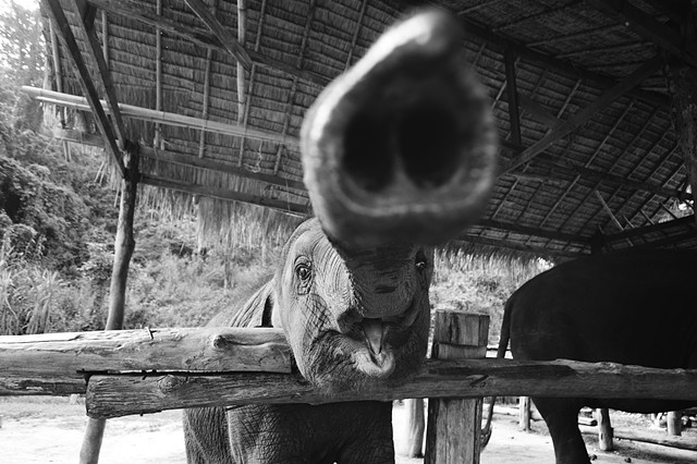 Thai Elephant Conservation Centre | Chiang Mai | Thailand