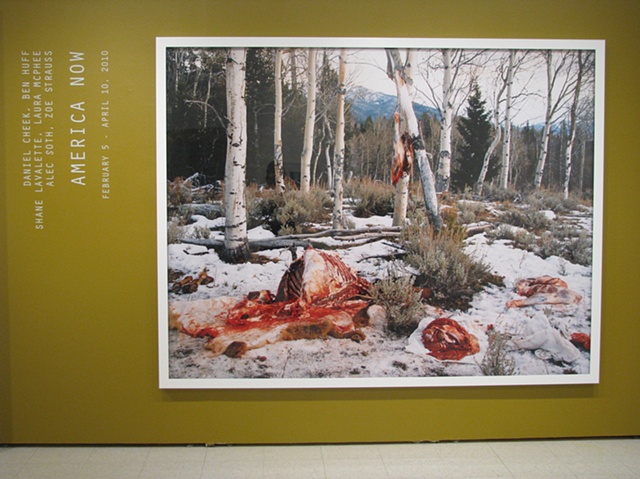 America Now, installation view of title wall, Laura McPhee, "Quartered Rocky Mountain Elk, Milky Creek, White Cloud Mountains, Idaho," 2004
